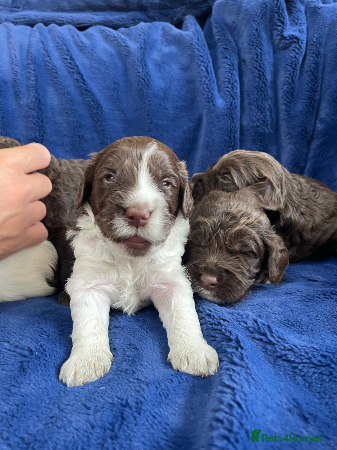 Mixed Breed dogs for sale: Australian Goldendoodles stunning litter  - Image 8