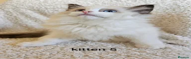 Ragdoll Kitten 5