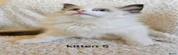 Ragdoll cats for sale: 7 GCCF Ragdoll kittens. Blue and Seal. Home raised - Advert 15