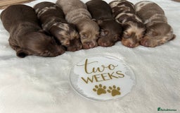Miniature Dachshund dogs for sale: 🤍🐾 READY NEXT WEEK 🐾🤍 - Image 27