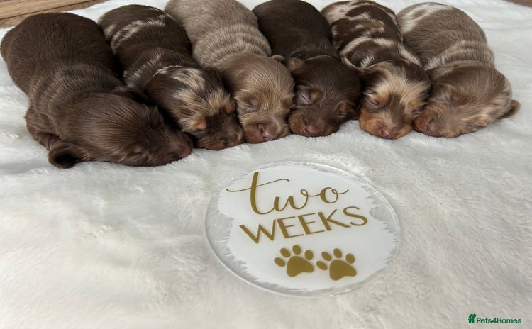 Miniature Dachshund dogs - Advert 16
