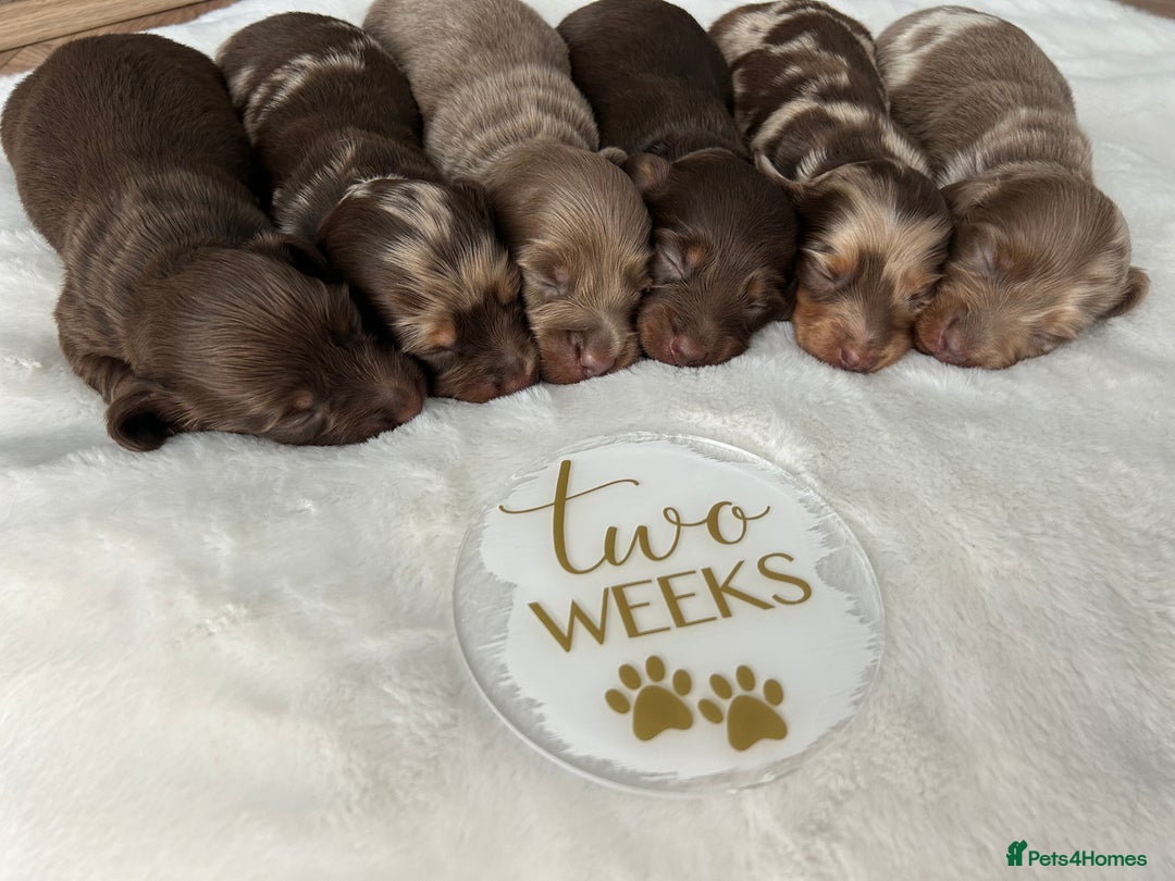 Miniature Dachshund dogs for sale: 🤍🐾 READY NEXT WEEK 🐾🤍 - Image 27