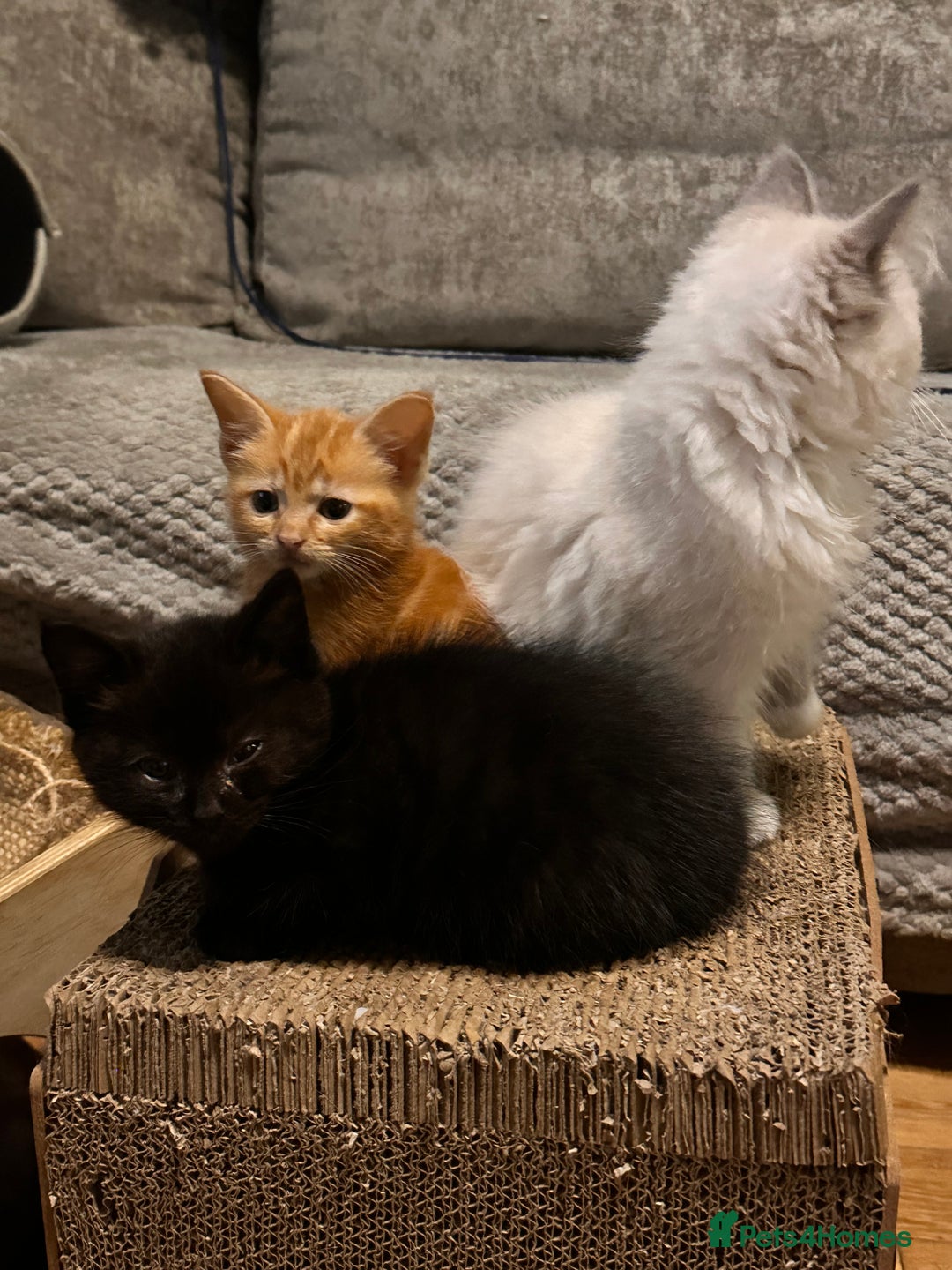 Ragdoll cats for sale: Calicox ragdolls - Image 4