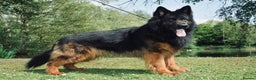 German Shepherd dogs for stud: German Shepherd Long Haired *Stud* - Advert 4