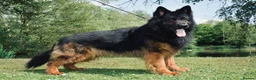 German Shepherd dogs for stud: German Shepherd Long Haired *Stud* - Advert 4