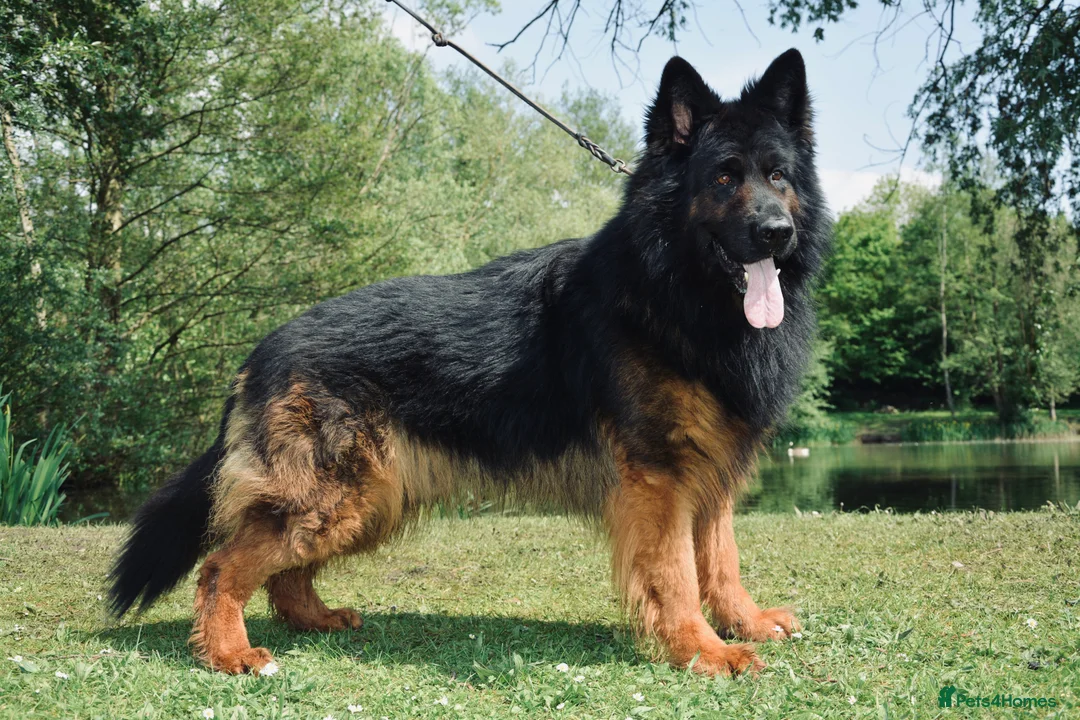 German Shepherd dogs for stud: German Shepherd Long Haired *Stud* - Advert 4