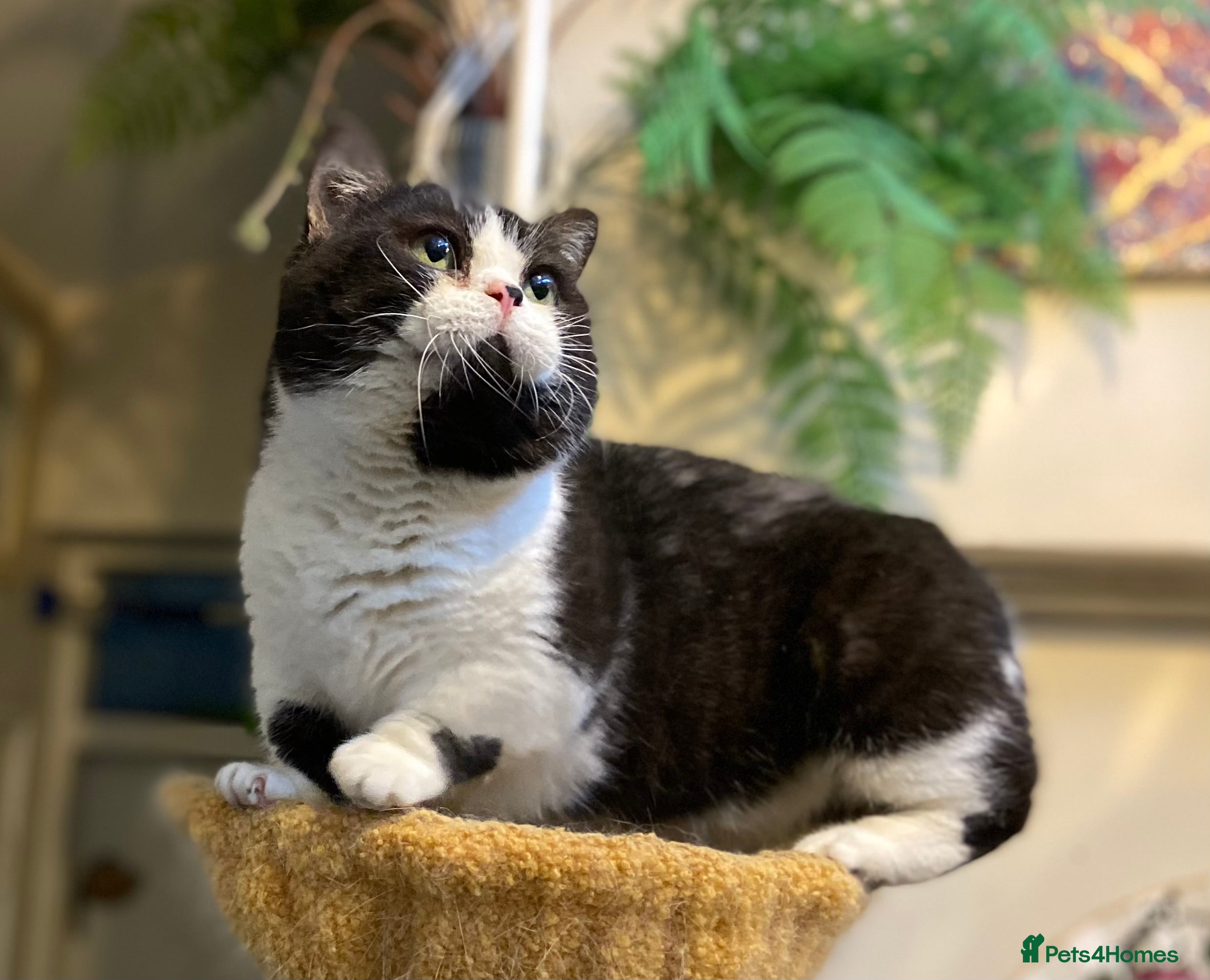 Munchkin cats Call center cat, TICA active registered munchkin - Advert 4