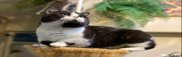 Munchkin cats for sale: Call center cat, TICA active registered munchkin - Advert 9