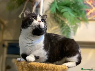 Munchkin cats Call center cat, TICA active registered munchkin - Advert 4