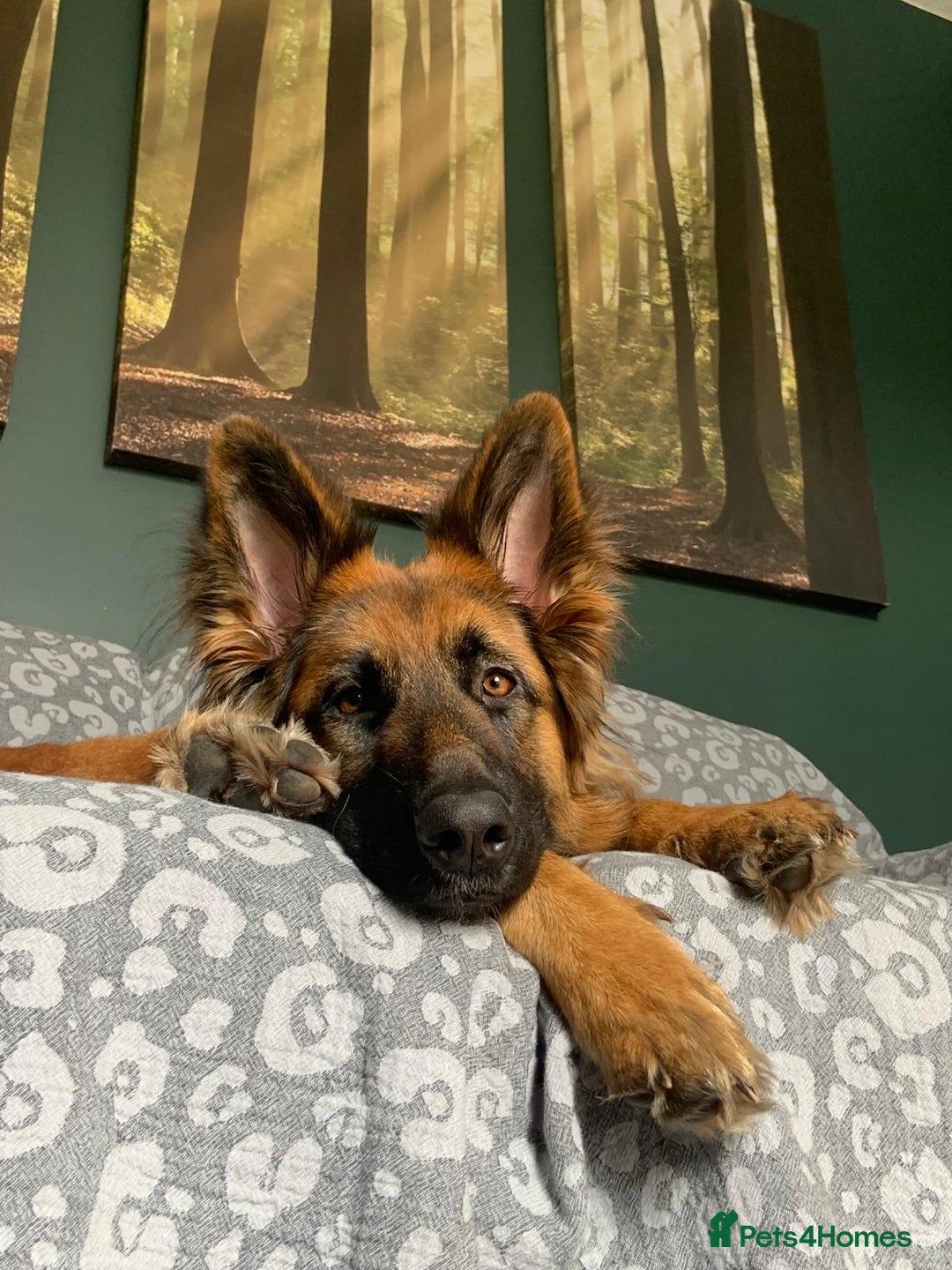 German Shepherd dogs for sale: German shepherd female  - Image 6