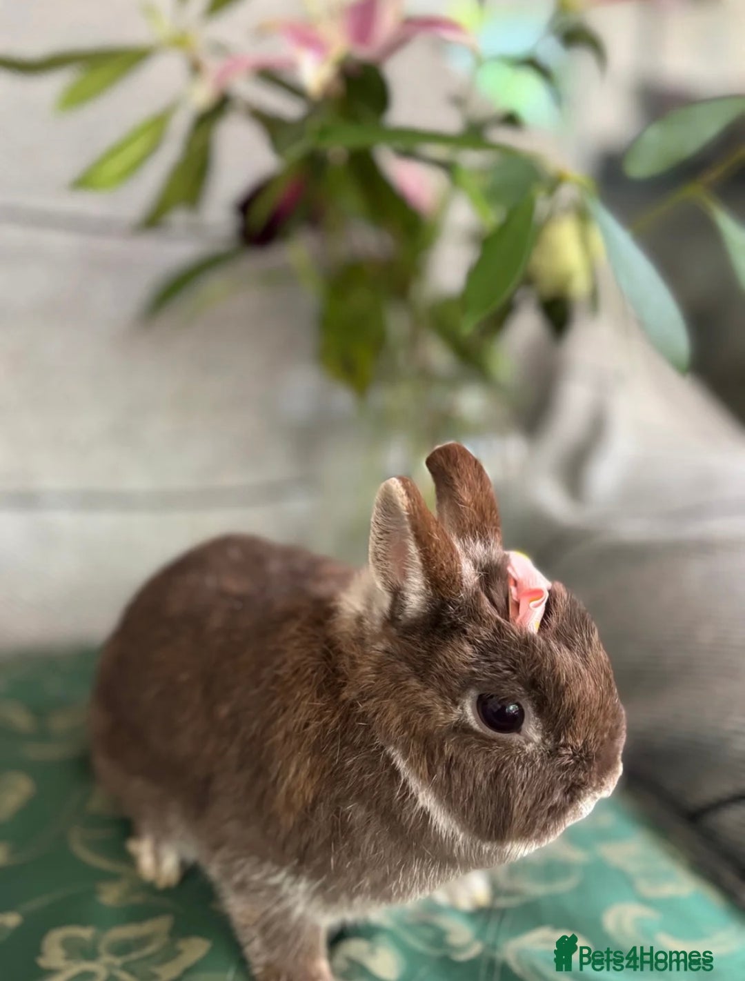 Netherland Dwarf rabbits for sale: pedigree Netherland dwarf Doe 1y0 free roam in Harrow - Image 1