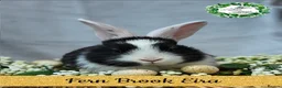 Continental Giant rabbits for sale: Purebred Continental Giants  - Advert 5