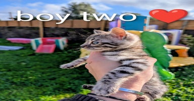 Bengal cats - Advert 1