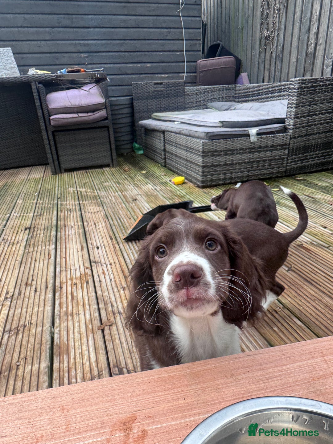 Mixed Breed dogs for sale: Chi sprocker  - Advert 27