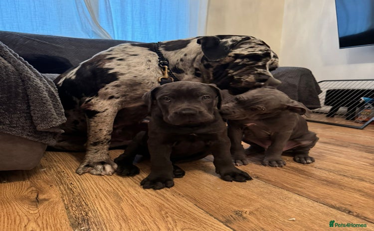 Mixed Breed dogs - Advert 1