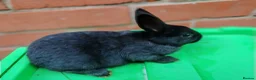 Lionhead rabbits for sale: Lionhead rabbit babies  - Advert 8