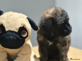 Mixed Breed dogs - Advert 1