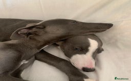 Whippet dogs for sale: Adorable Whippet Puppies for Loving Homes! 🐾💙 - Image 6