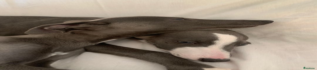 Whippet Puppy 1