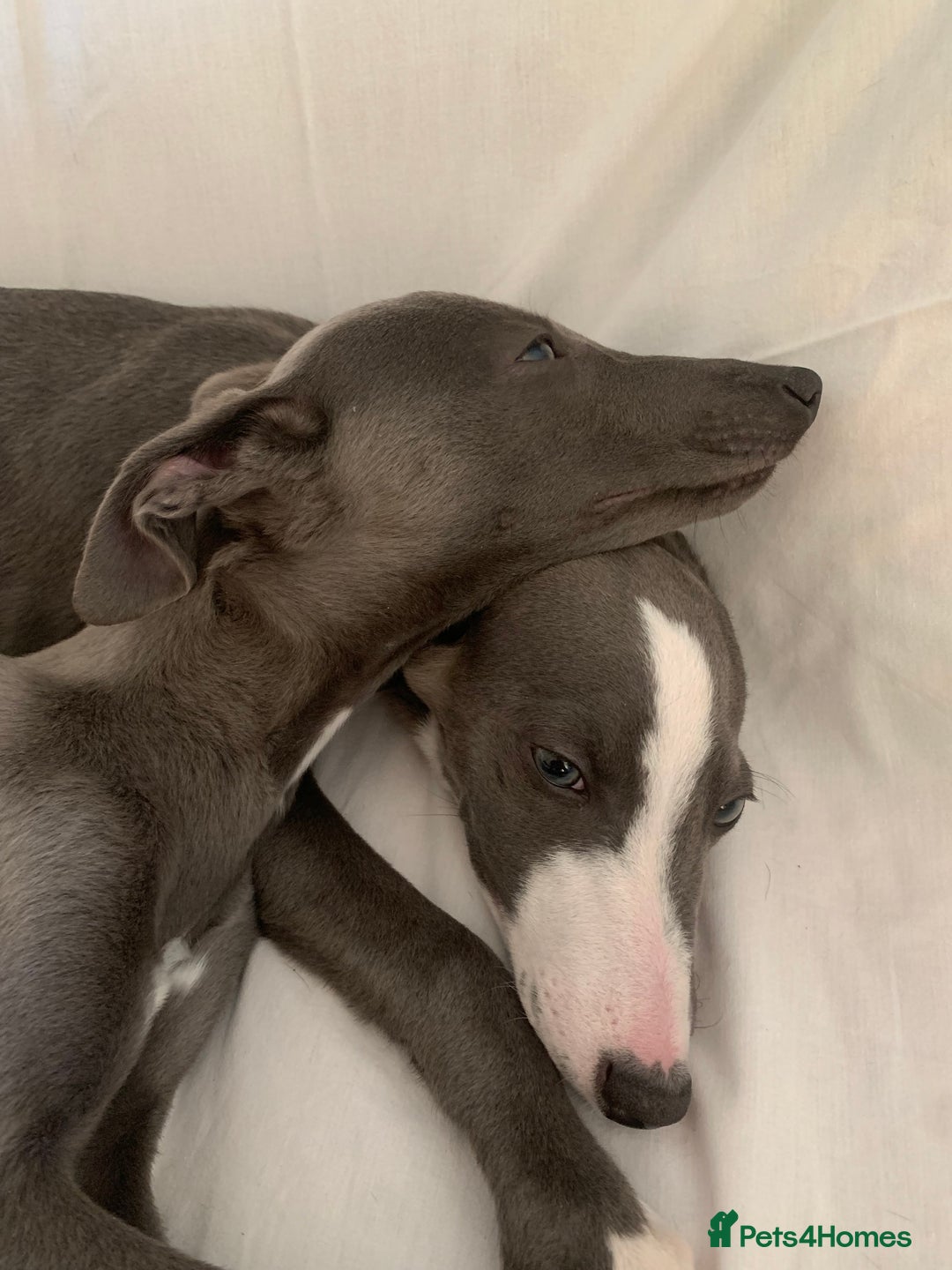 Whippet dogs for sale: Adorable Whippet Puppies for Loving Homes! 🐾💙 - Image 6