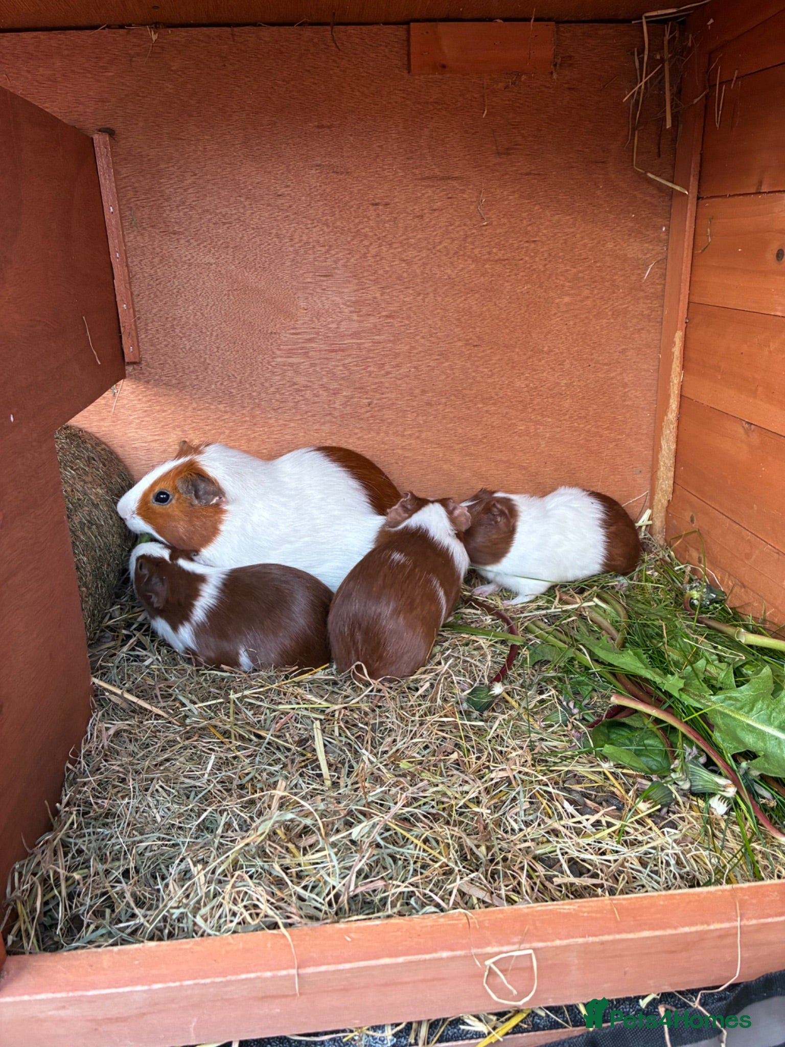 Guinea Pig rodents Baby boars - Advert 1