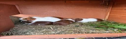Guinea Pig rodents for sale: Baby boars in Penrith - Advert 1