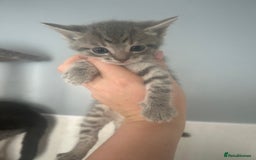 Mixed Breed cats for sale: 5 lovely playful kittens available  - Image 3