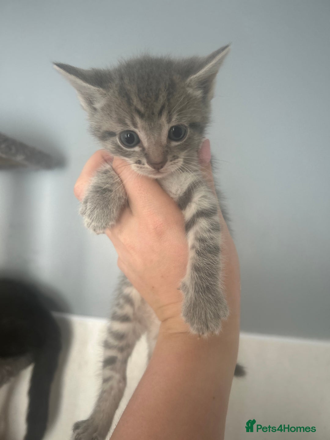 Mixed Breed cats for sale: 5 lovely playful kittens available  - Image 3