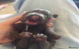 Mixed Breed dogs for sale: DAXIPOO PUPPIES  - Image 12