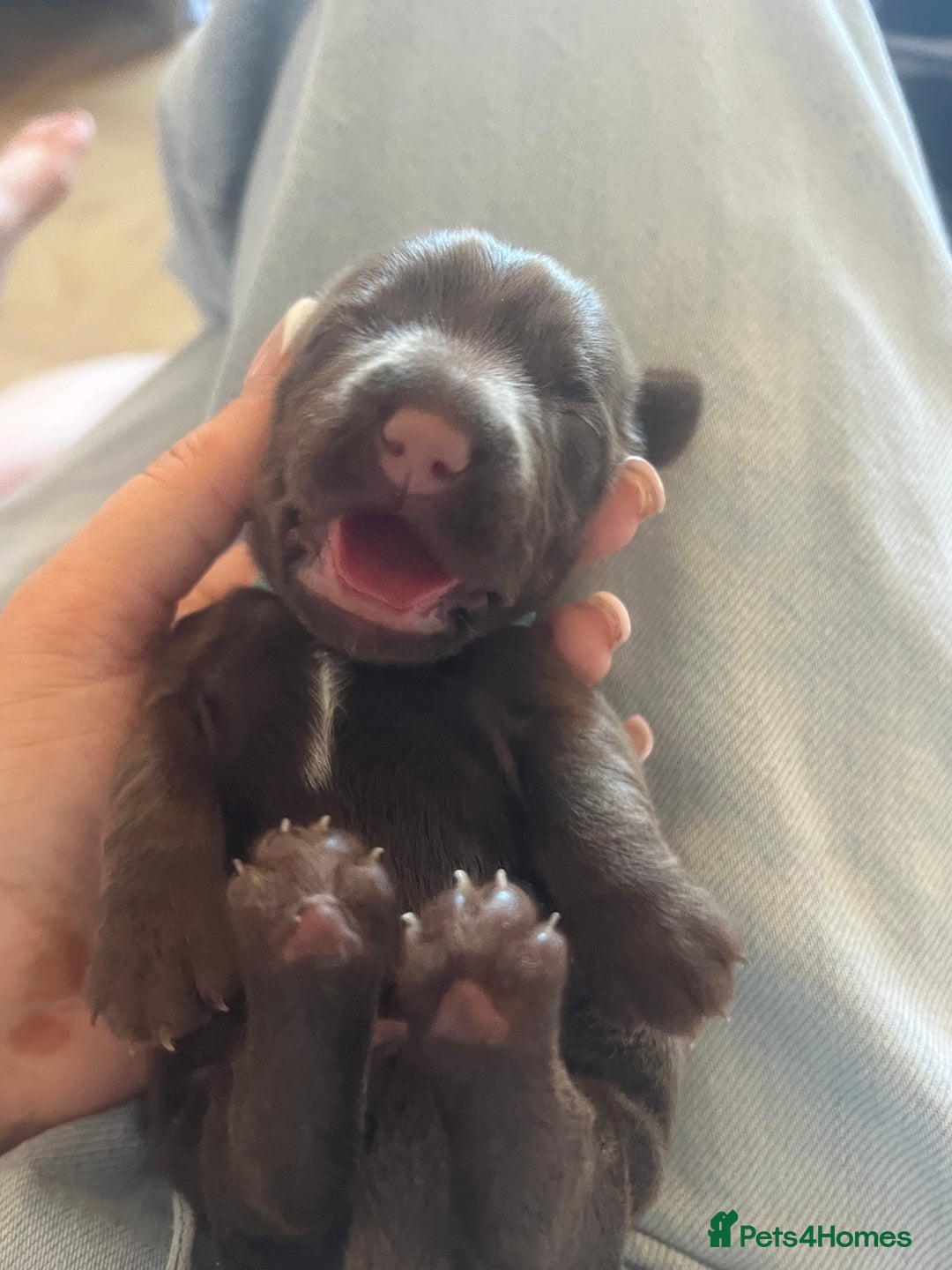 Mixed Breed dogs for sale: DAXIPOO PUPPIES  - Image 12