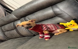 Chihuahua dogs for sale: GORGEOUS 9-WEEK-OLD CHIHUAHUA BOY 🩵 READY NOW!✨🐾 - Image 7