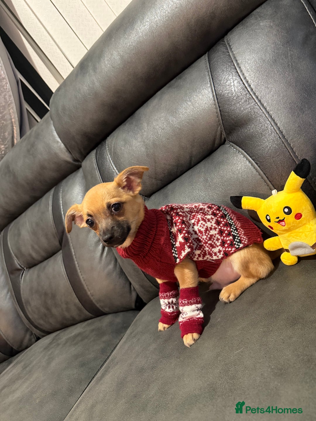 Chihuahua dogs for sale: GORGEOUS 9-WEEK-OLD CHIHUAHUA BOY 🩵 READY NOW!✨🐾 - Image 7