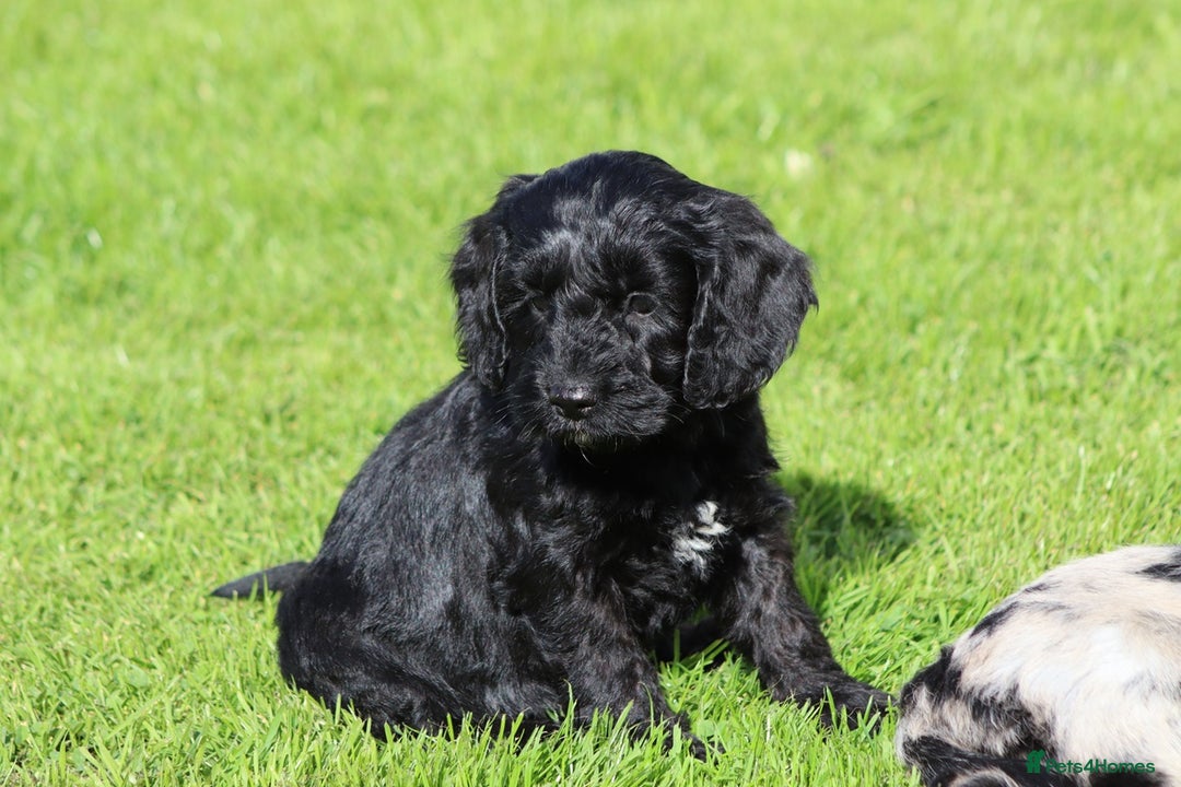 Cockapoo dogs for sale: F1 Cockapoo puppies for sale  - Image 12