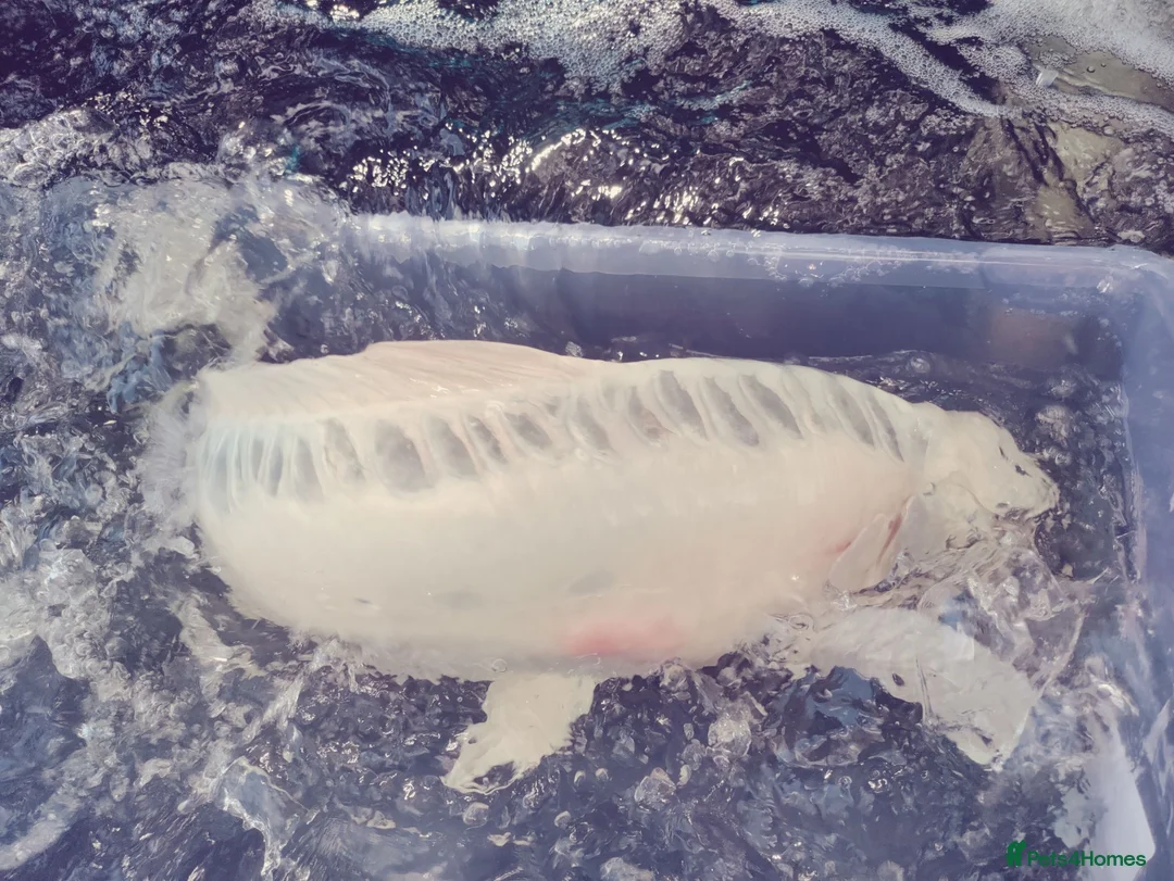 Koi Carp fish for sale: Koi carp  in Welwyn - Advert 2
