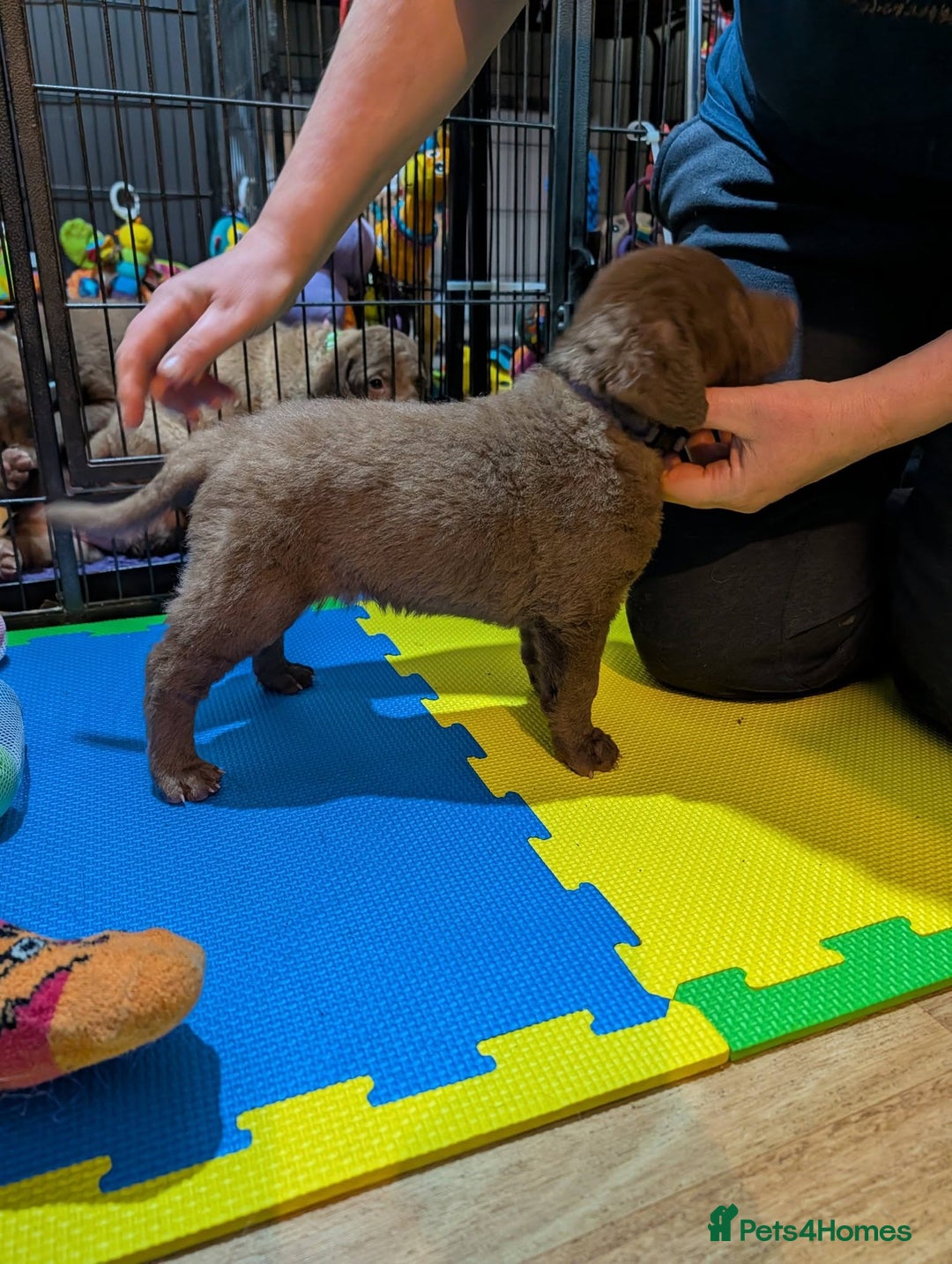 Chesapeake Bay Retriever dogs for sale: Chesapeake Bay Retriever (Chessie) pups - Advert 7
