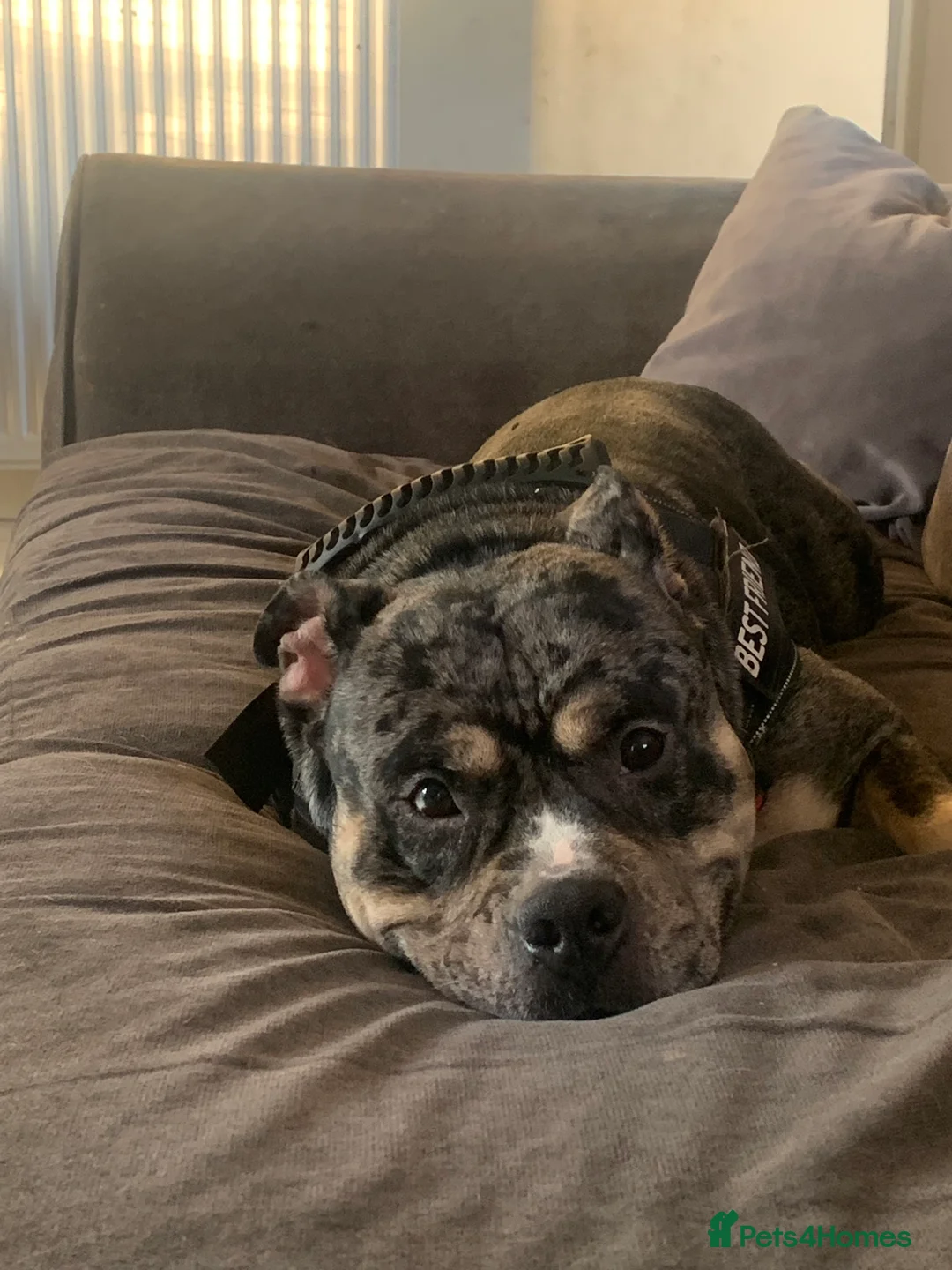 American Bully dogs for sale: Girl pocket bully - Advert 3