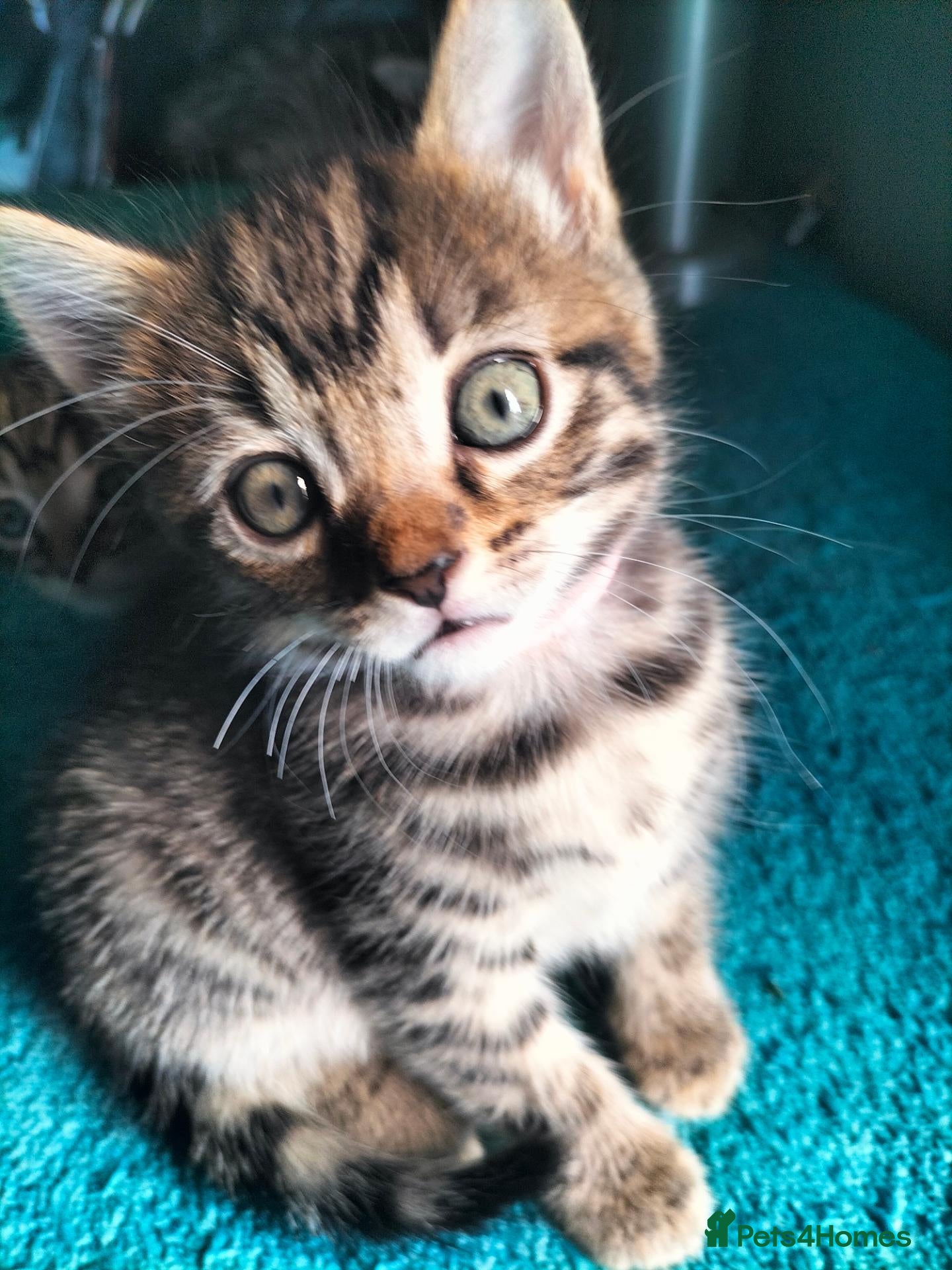 Mixed Breed cats 3 Beautiful Tabby Kittens boys - Advert 10