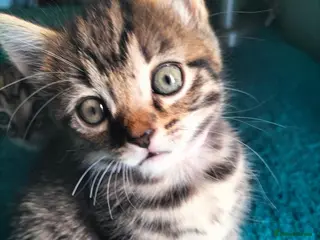 Mixed Breed cats 3 Beautiful Tabby Kittens boys - Advert 10