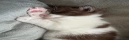 British Shorthair cats for sale: Stunning Chocolate British Shorthair Kittens  - Advert 8