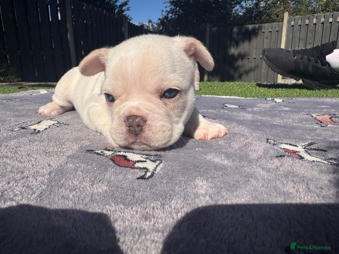 French Bulldog dogs for sale: KC FRENCH BULLDOG PUPPIES - READY NOW - Image 30