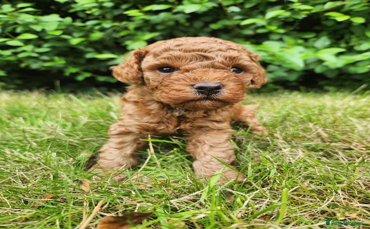 Toy Poodle dogs - Advert 1