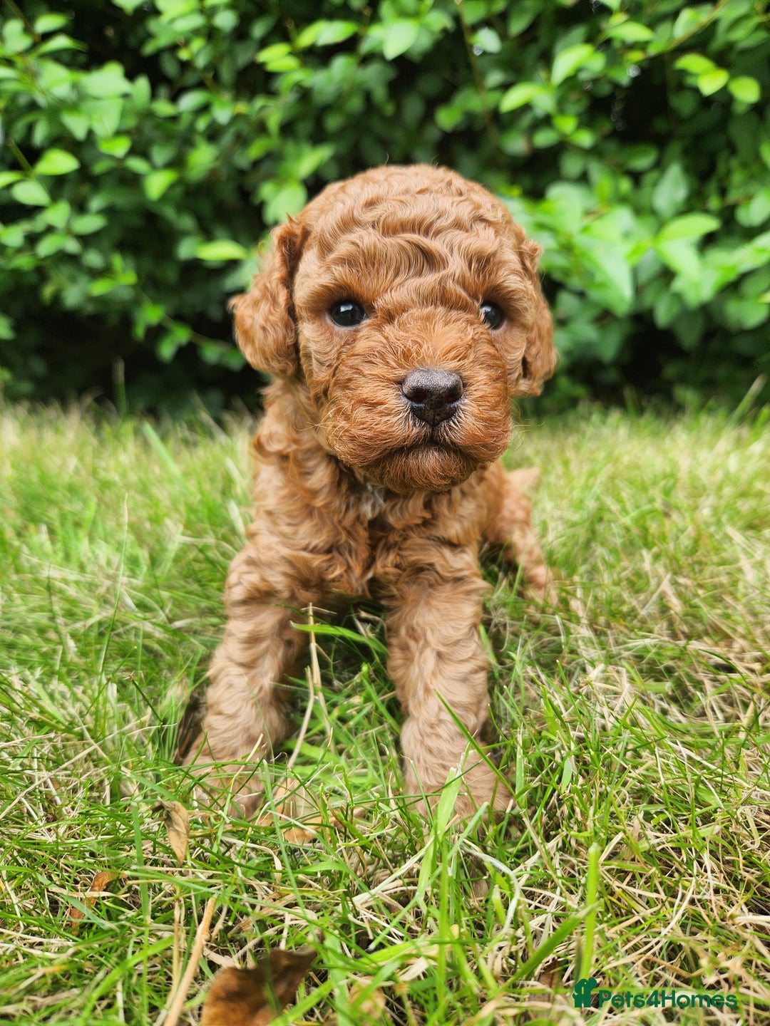 Toy Poodle dogs for sale: 🐩 KC Registered Toy Poodles 🐩 - Image 1