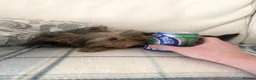 Yorkshire Terrier dogs for sale: Purebred Mini Yorkshire Terrier Boy - Advert 6