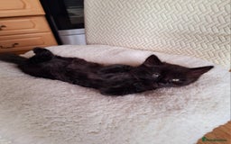 Mixed Breed cats for sale:  🐾 Cute Black Kitten Looking for a Loving Home 🏡 - Image 1