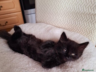 Mixed Breed cats for sale - Advert 1