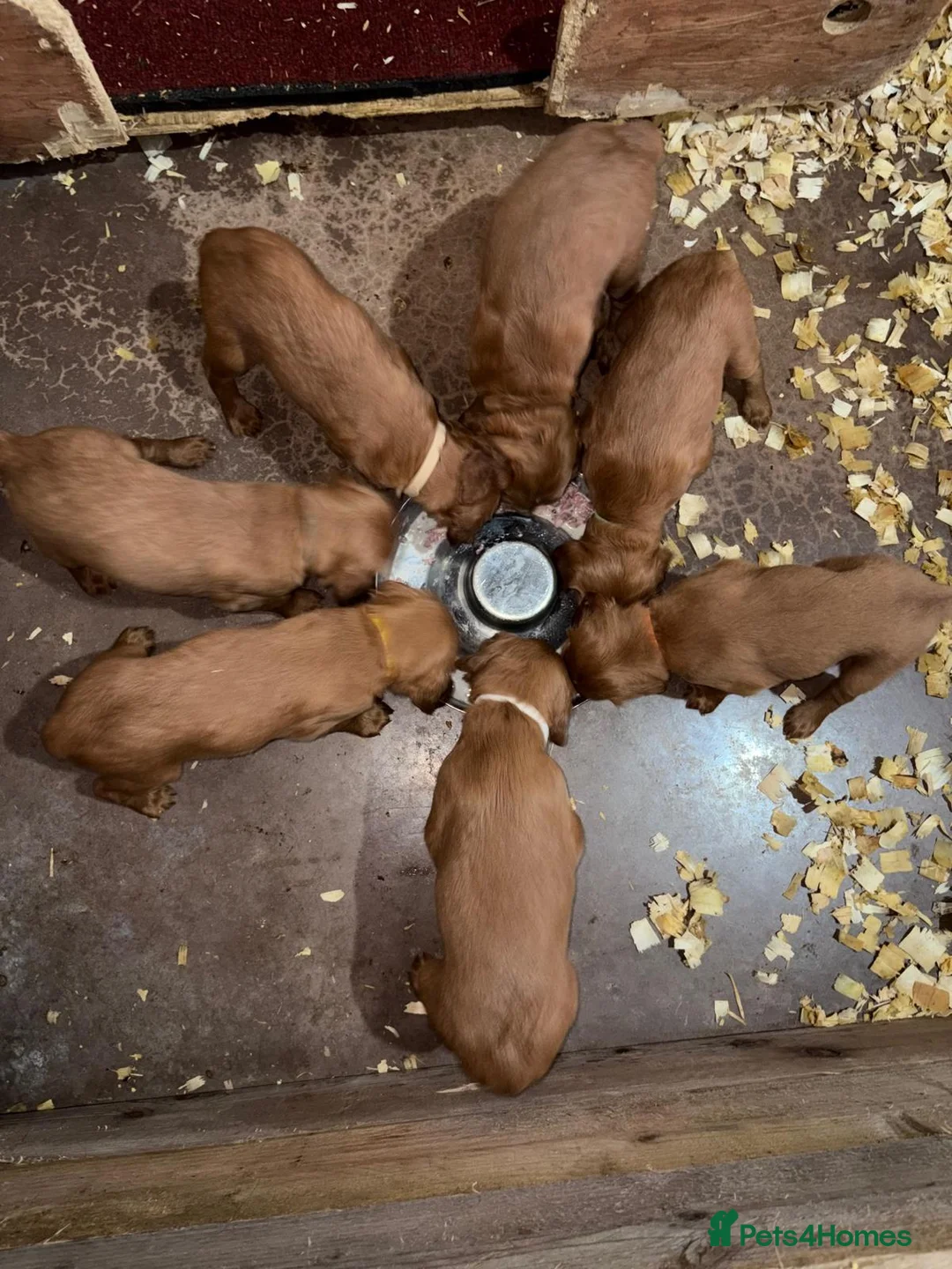 Irish Setter dogs for sale: Irish Red Setter Male Pup For Sale in Omagh - Advert 5