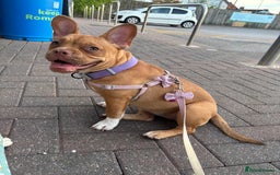 French Bulldog dogs for sale: Saidie 7 month old French bulldog  - Image 2