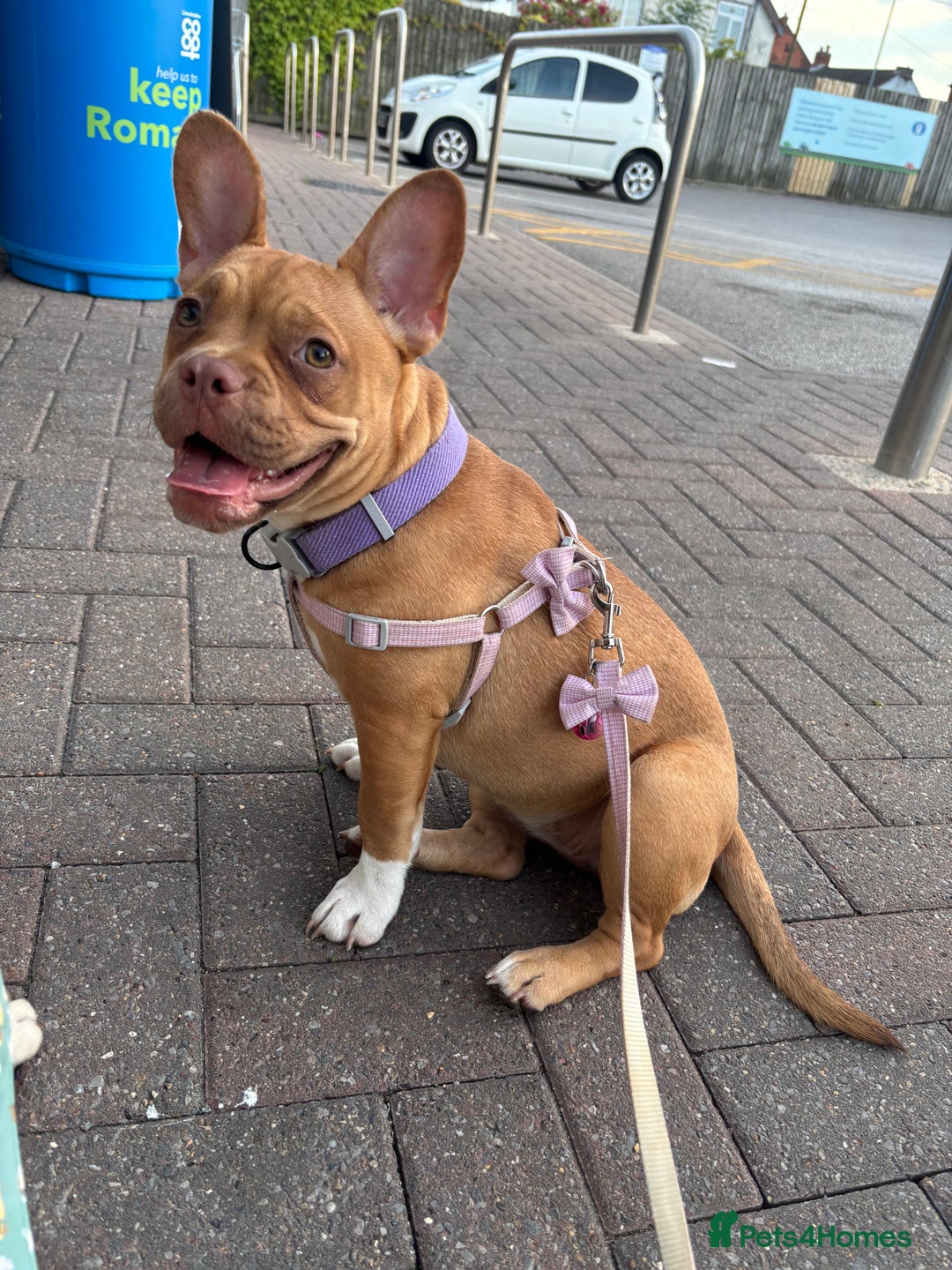 French Bulldog dogs for sale: Saidie 7 month old French bulldog  - Image 2
