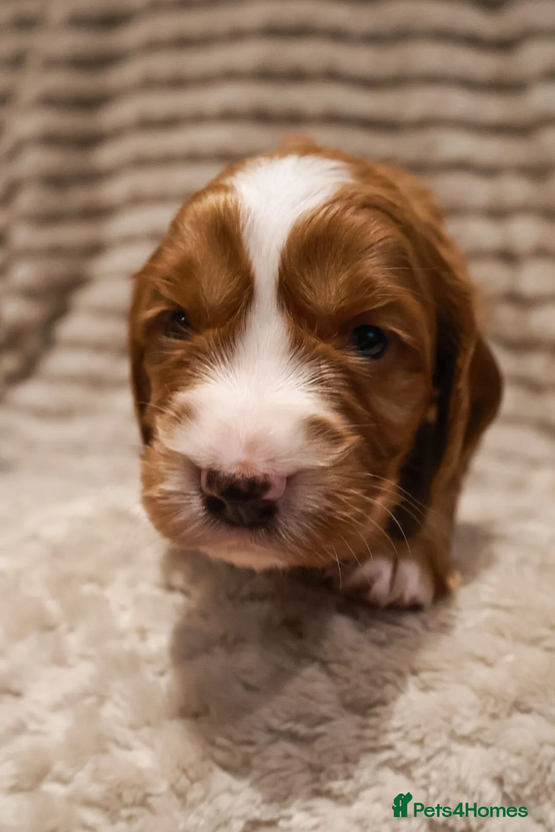 Cocker Spaniel dogs for sale: Cocker Spaniel Puppies - Advert 22