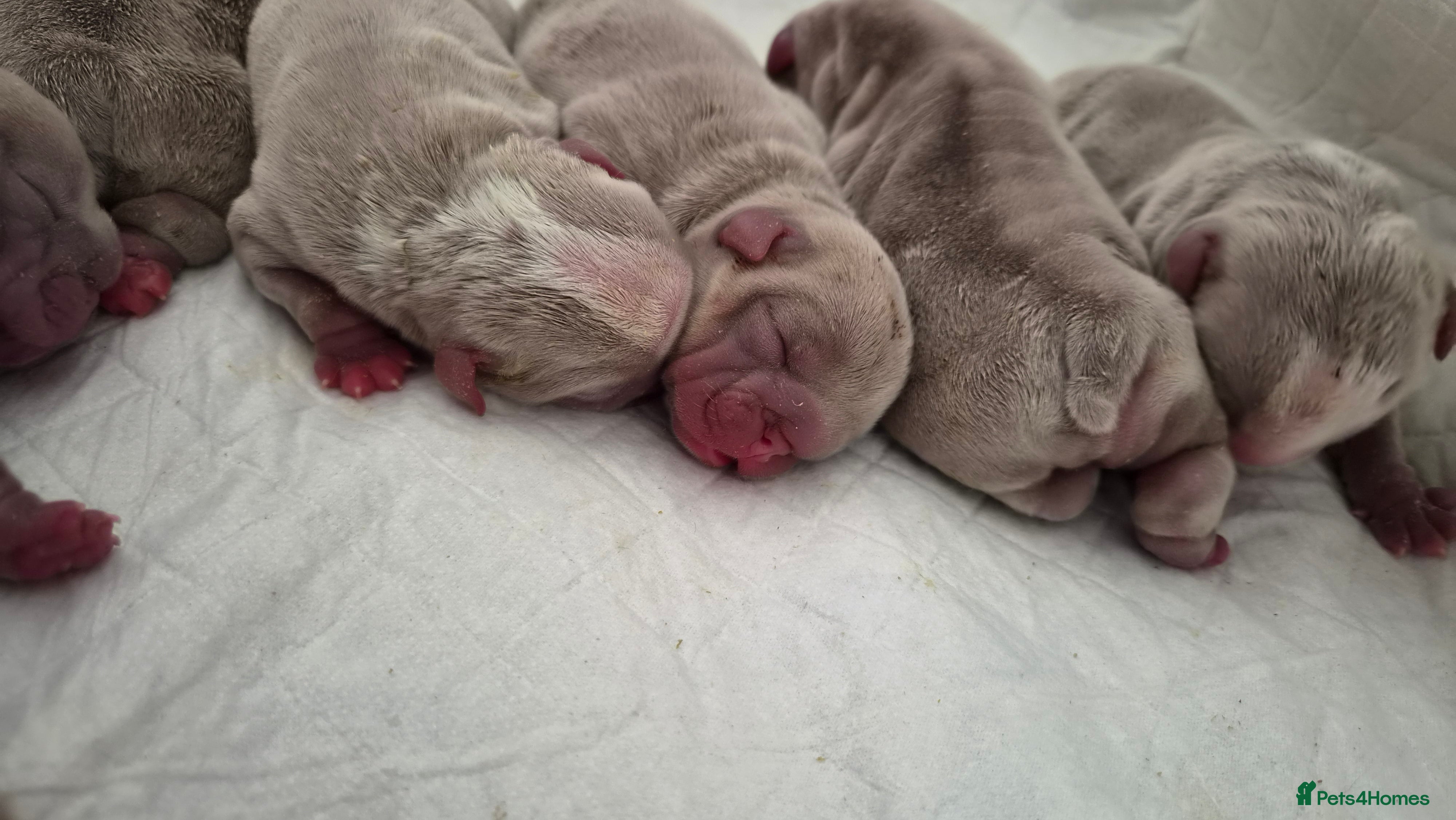 English Bulldog dogs Lilac and White bulldog puppies - Advert 1